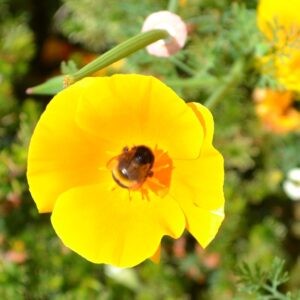 California Poppy with a bee.
