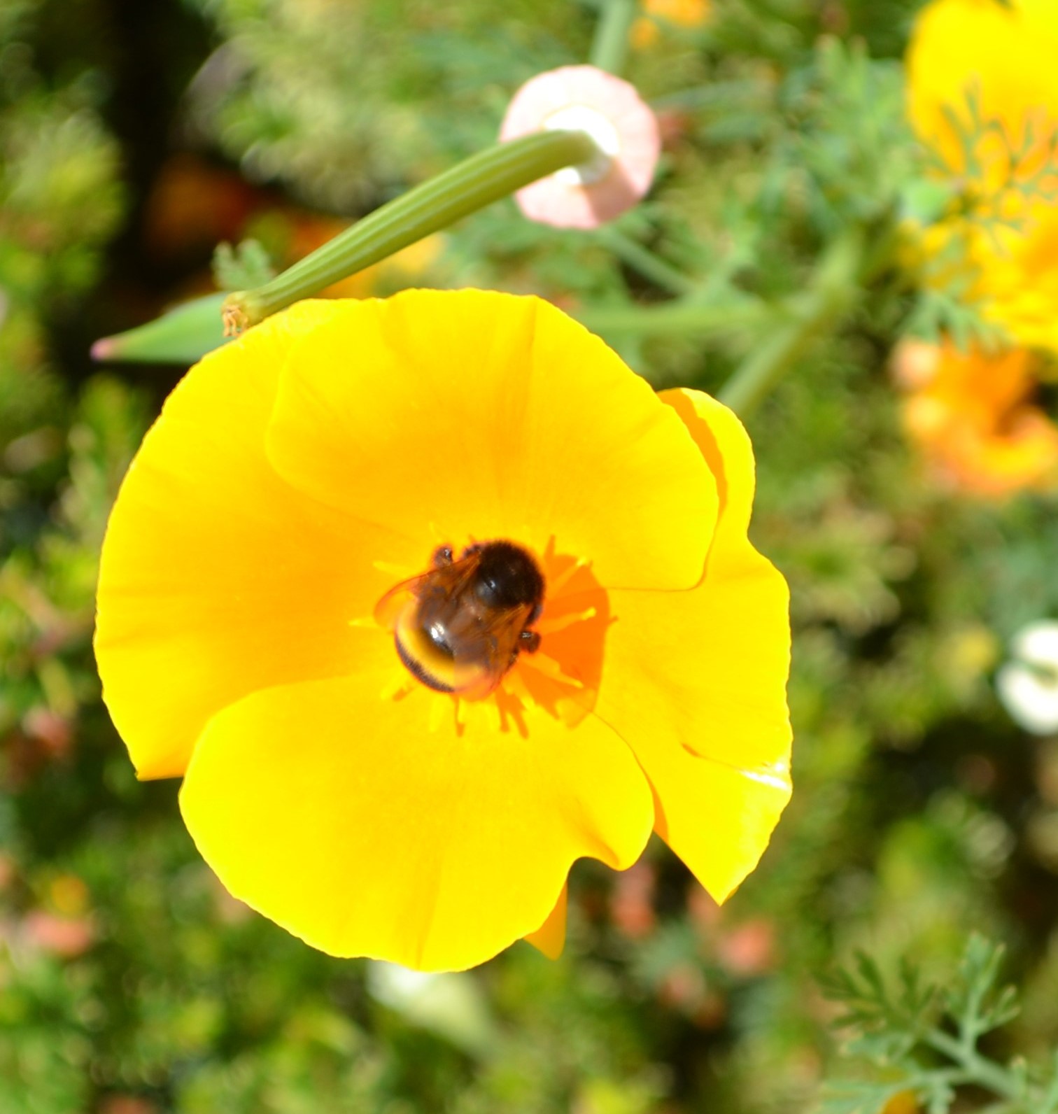 California Poppy with a bee.