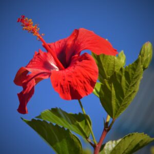 Hibiscus