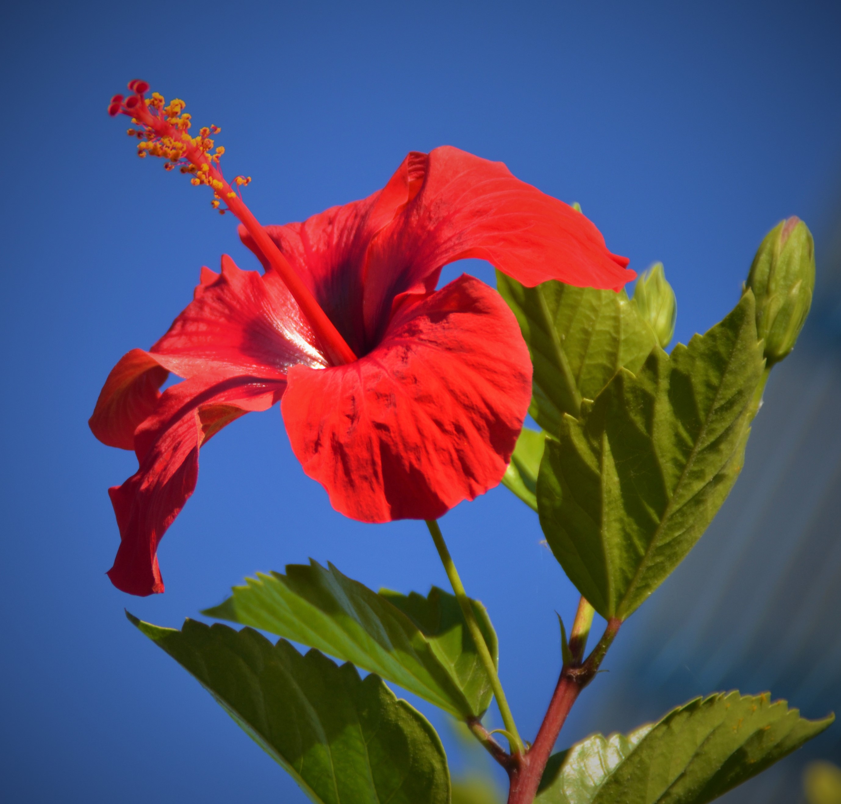 Hibiscus