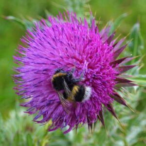 Bee on a Thistle
