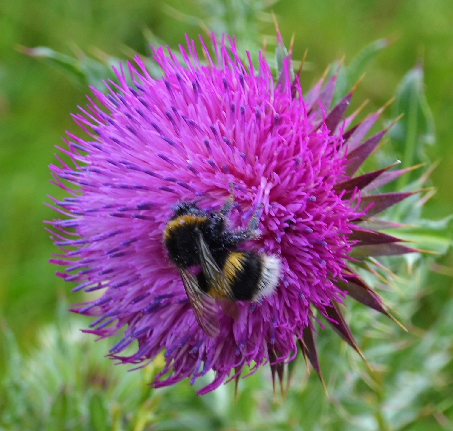 Bee on a Thistle