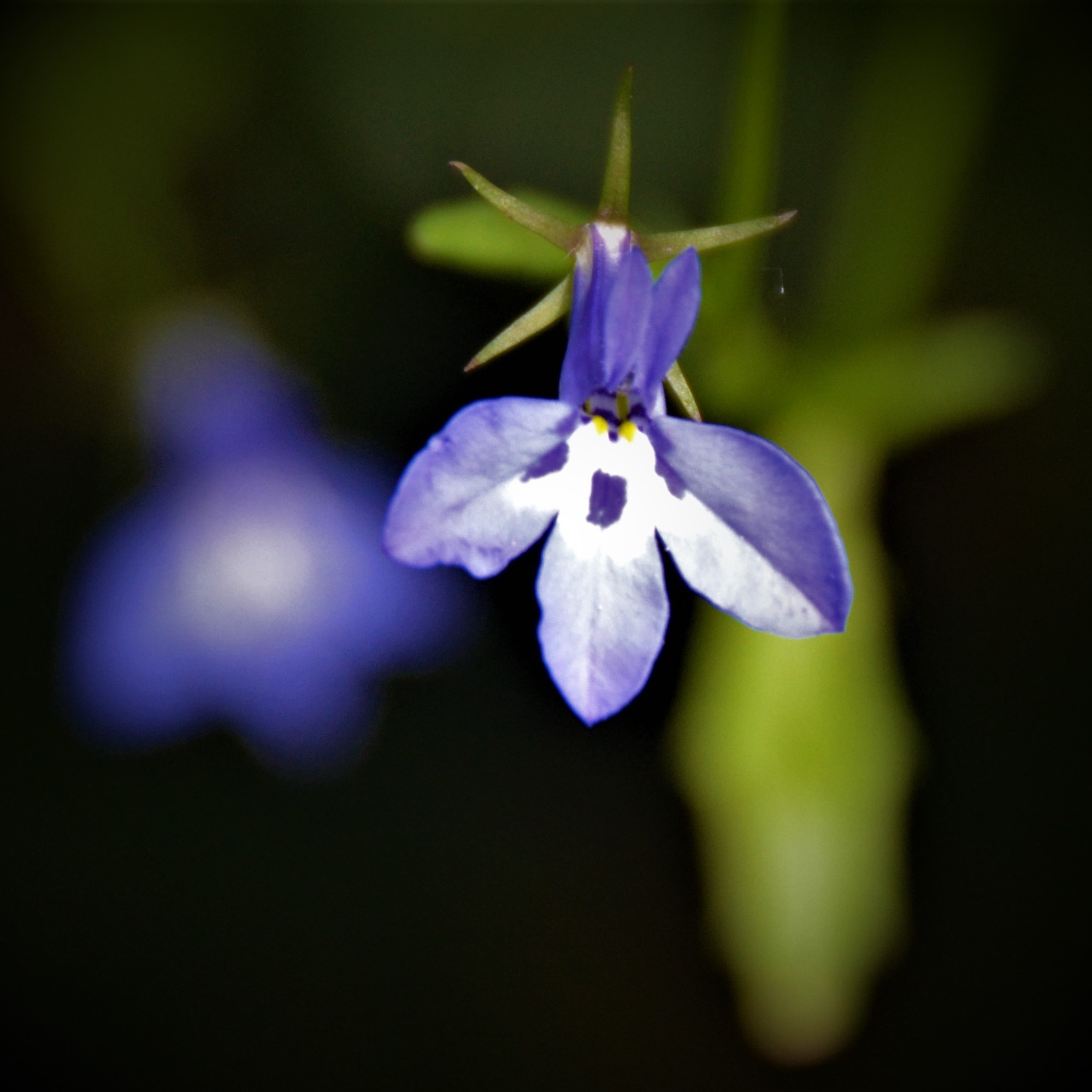 Violet Lobelia
