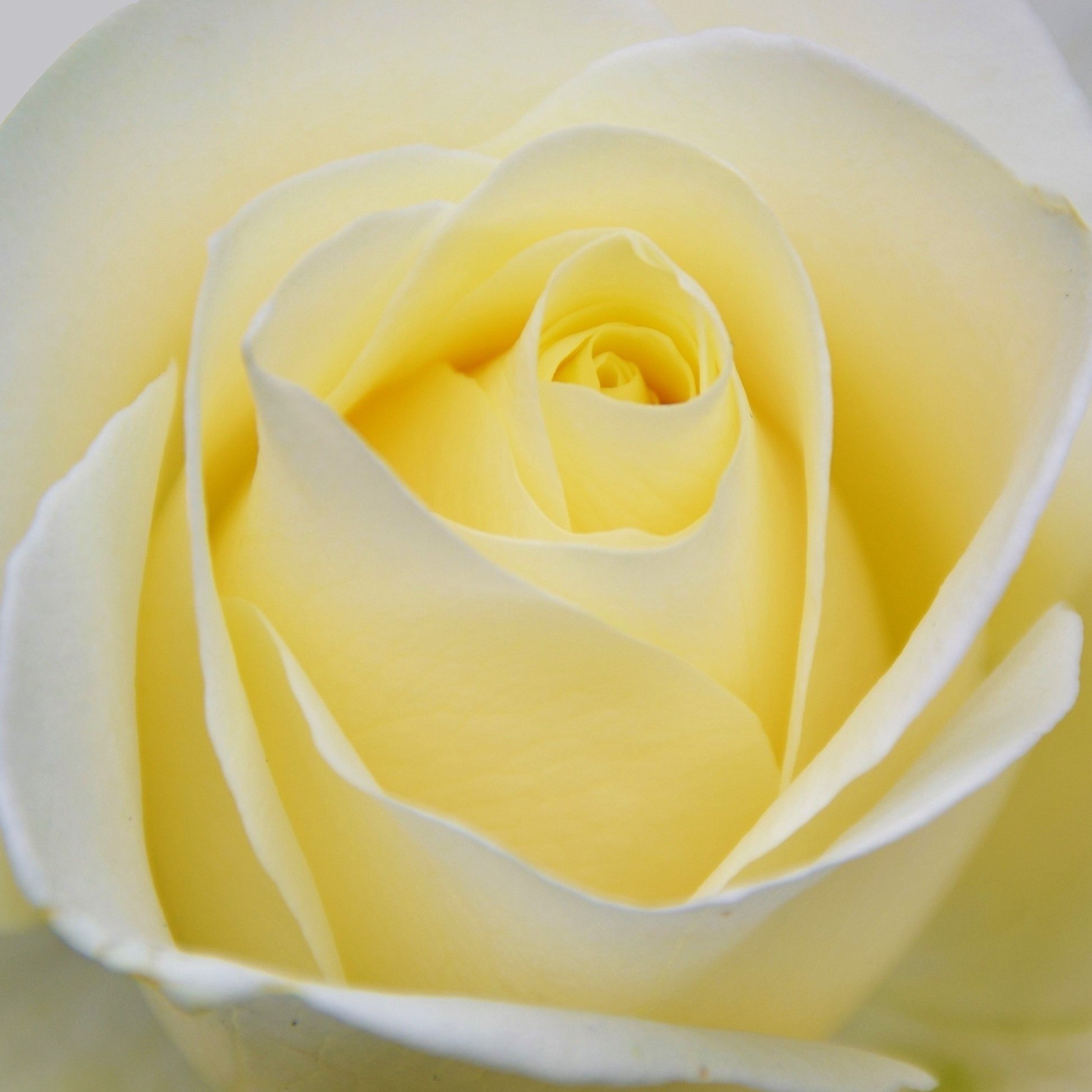 Yellow Rose