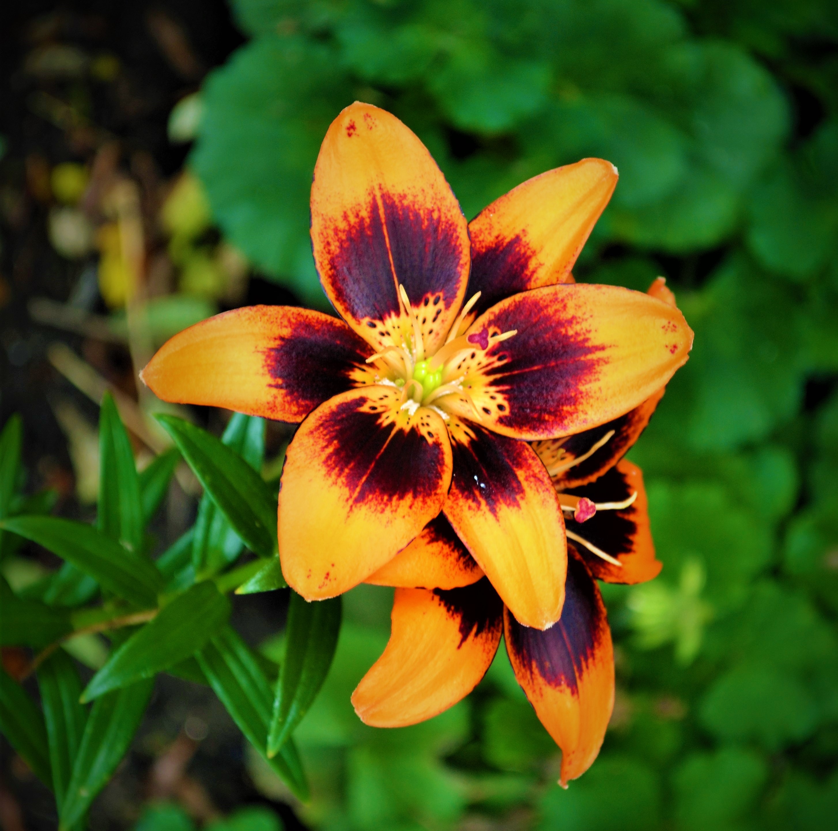 Asiatic Lily