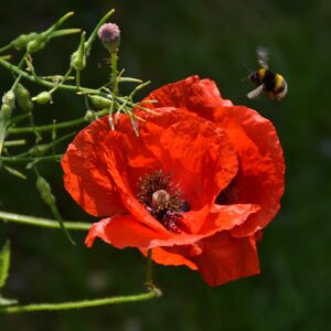 Bee and Poppy