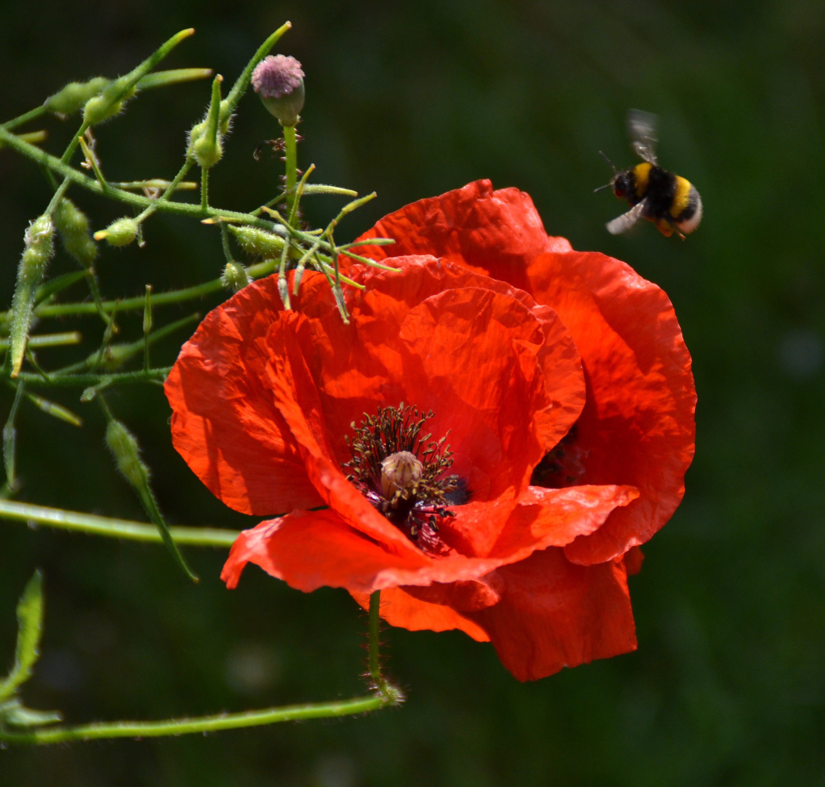 Bee and Poppy