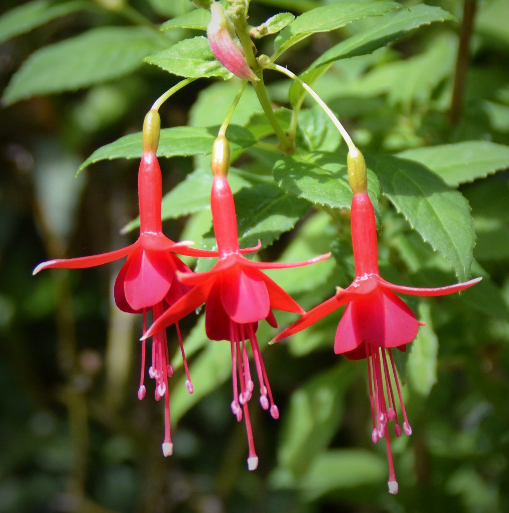 Dancing Fuchsias