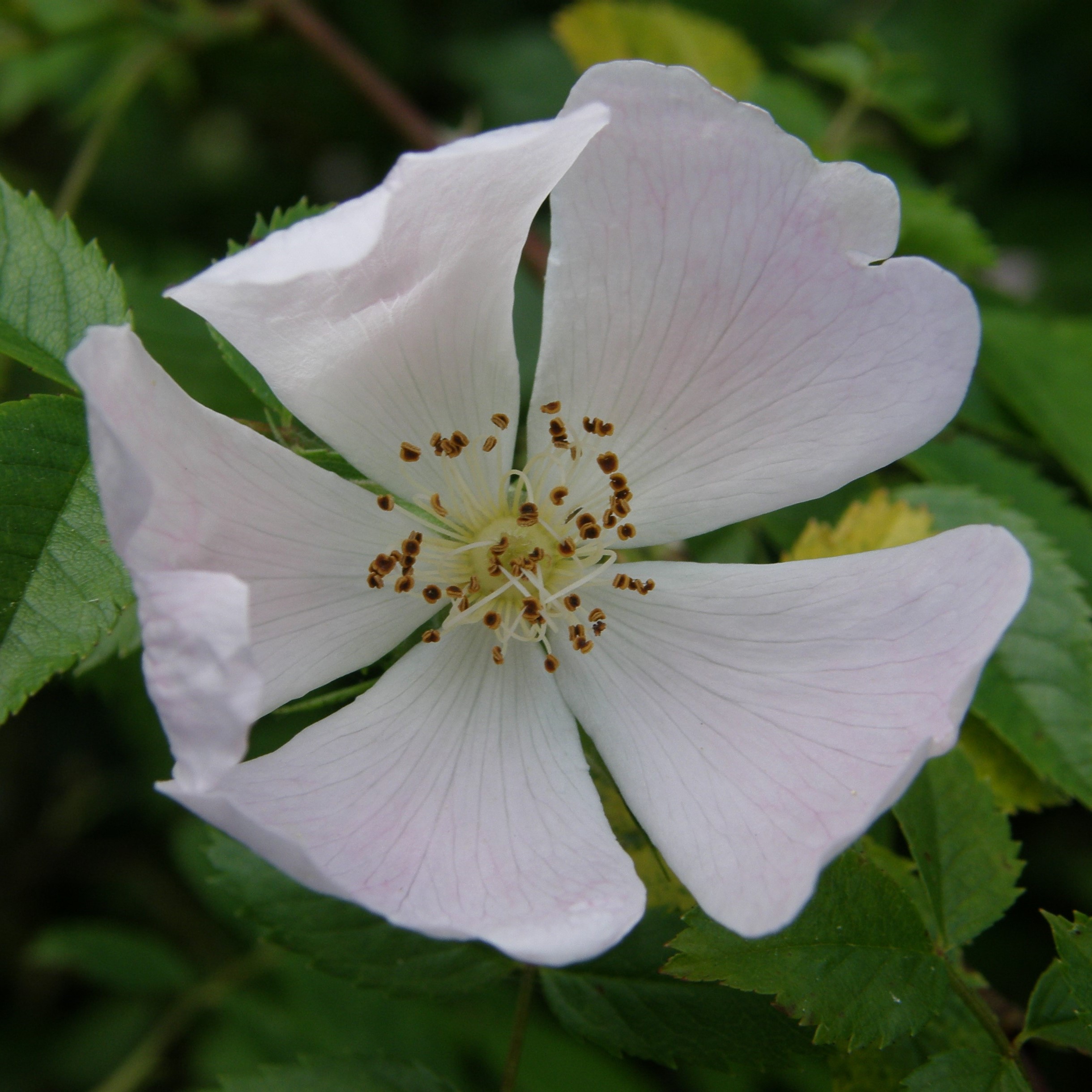 Dog Rose