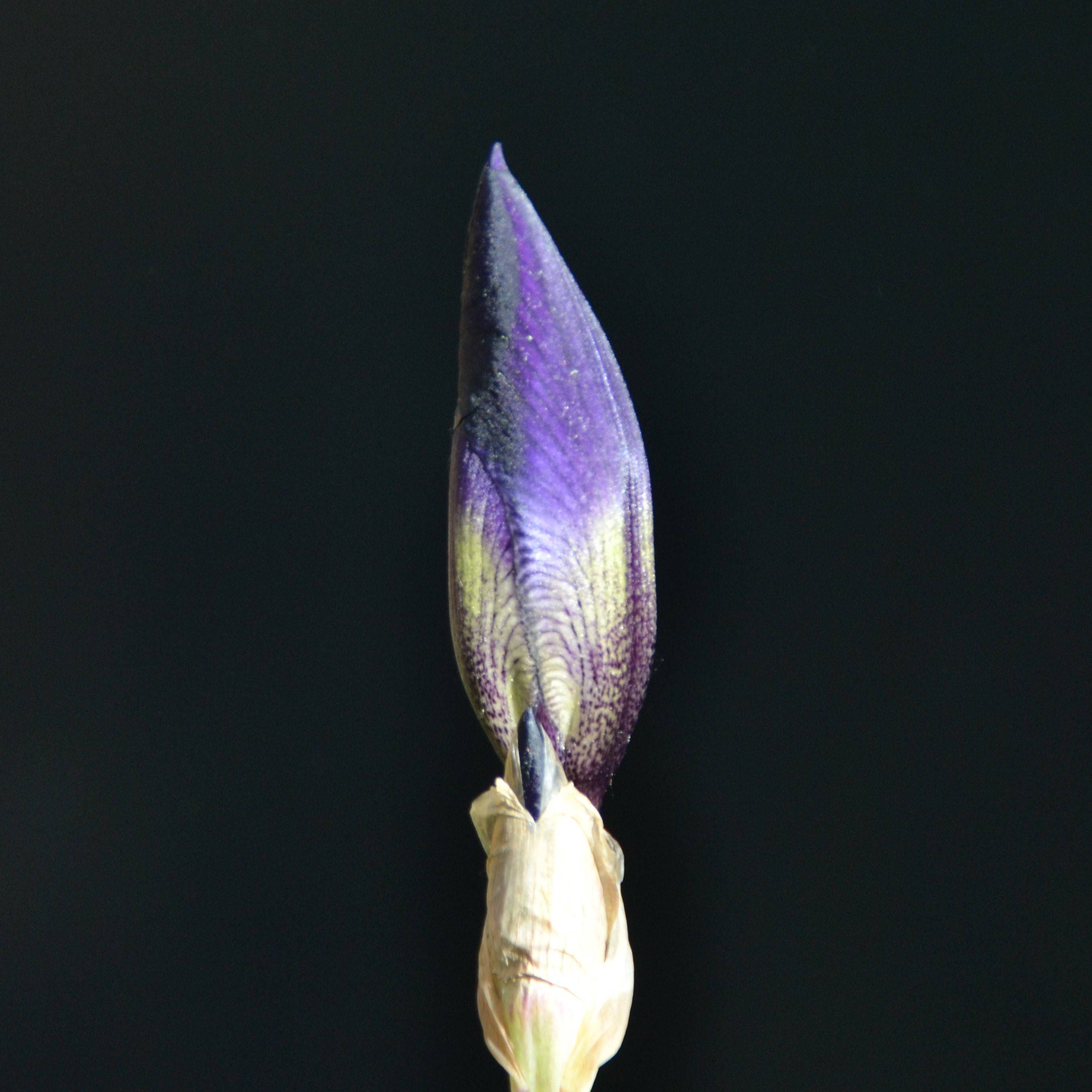 Iris Bud