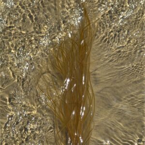 IOW Seaweed